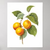  fruit, abrikozenpit, roodbaars poster (Voorkant)