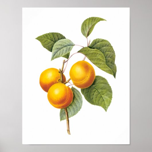  fruit, abrikozenpit, roodbaars poster (Voorkant)