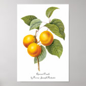  fruit, abrikozenpit, roodbaars poster (Voorkant)