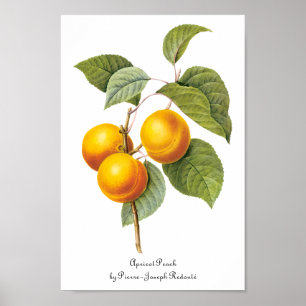  fruit, abrikozenpit, roodbaars poster