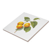  fruit, abrikozenpit, roodbaars tegeltje (Zijkant)