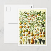Fruit Botanische Illustratie Briefkaart (Voorkant / Achterkant)