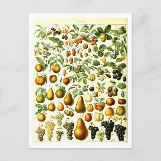 Fruit Botanische Illustratie Briefkaart (Voorkant)