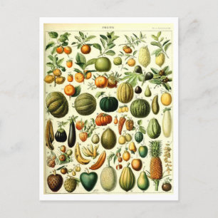  Fruit Botanische Illustratie Briefkaart