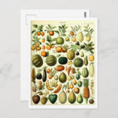  Fruit Botanische Illustratie Briefkaart (Voorkant / Achterkant)