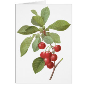  fruit Cherry Food, Cherries van Redoute