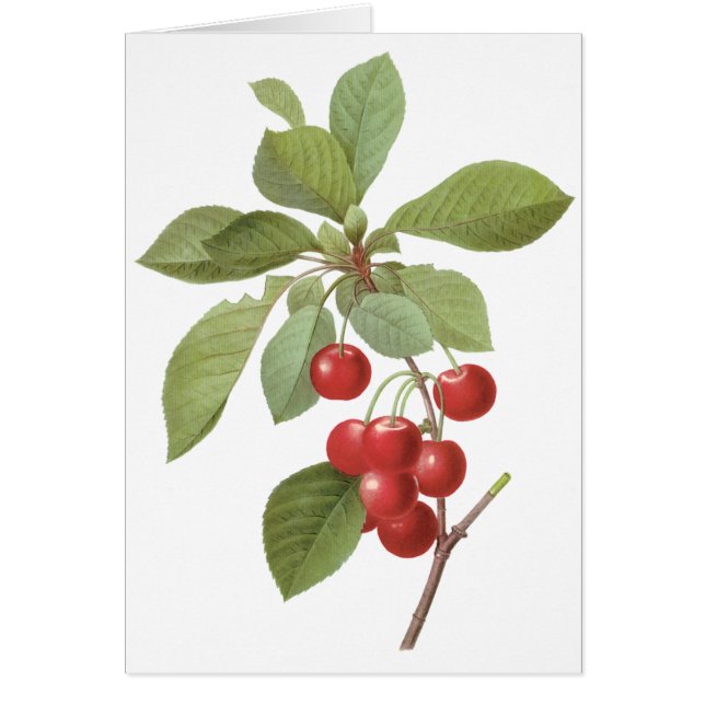  fruit Cherry Food, Cherries van Redoute (Voorkant)