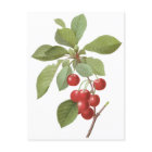  fruit Cherry Food, Cherries van Redoute