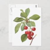  fruit Cherry Food, Cherries van Redoute Briefkaart (Voorkant / Achterkant)