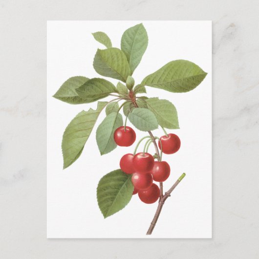  fruit Cherry Food, Cherries van Redoute Briefkaart (Voorkant)