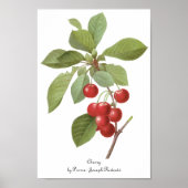  fruit Cherry Food, Cherries van Redoute Poster (Voorkant)