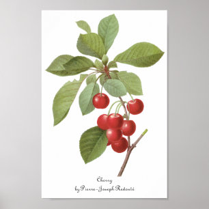 fruit Cherry Food, Cherries van Redoute Poster