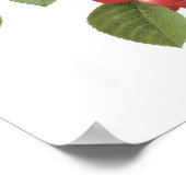 fruit Cherry Food, Cherries van Redoute Poster (Hoek)