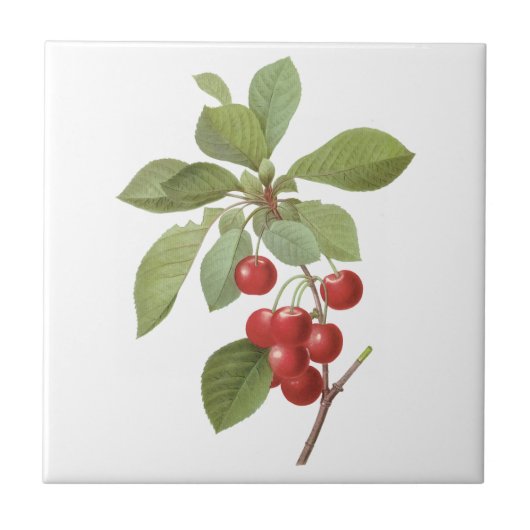  fruit Cherry Food, Cherries van Redoute Tegeltje (Voorkant)