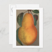 Fruit Chromo Lithograaf van Bartlett Pear Briefkaart (Voorkant / Achterkant)