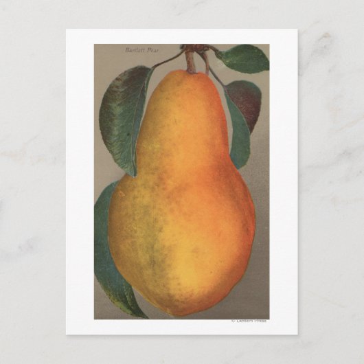 Fruit Chromo Lithograaf van Bartlett Pear Briefkaart (Voorkant)