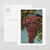 Fruit Chromo Lithograaf van California Grapes Briefkaart (Voorkant / Achterkant)