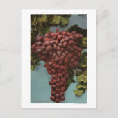 Fruit Chromo Lithograaf van California Grapes Briefkaart (Voorkant)