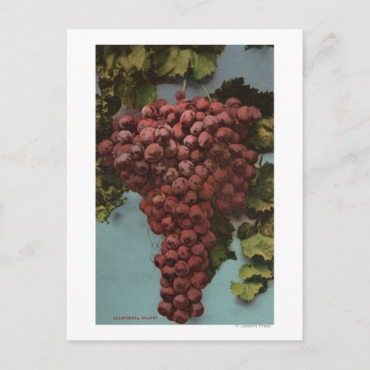 Fruit Chromo Lithograaf van California Grapes Briefkaart (Voorkant)