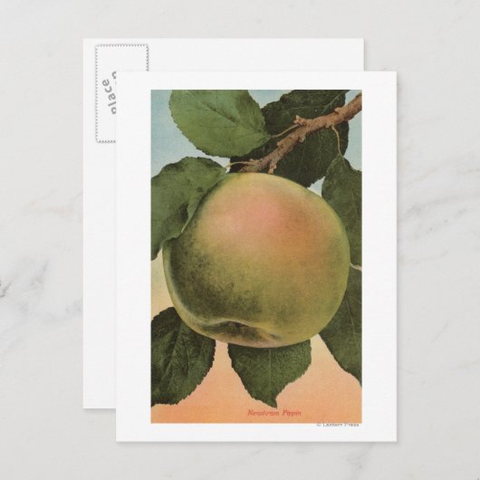 Fruit Chromo Lithograaf van Newtown Pippen Briefkaart (Voorkant / Achterkant)