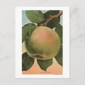 Fruit Chromo Lithograaf van Newtown Pippen Briefkaart (Voorkant)