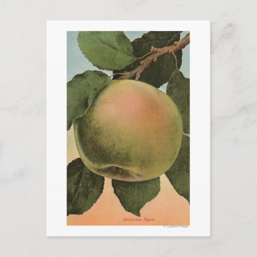 Fruit Chromo Lithograaf van Newtown Pippen Briefkaart (Voorkant)