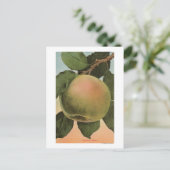 Fruit Chromo Lithograaf van Newtown Pippen Briefkaart (Staand voorkant)