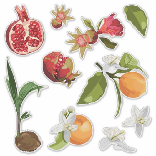Fruit. Kokosnoot. Pomegranate. Orange. Sticker (Voorkant)
