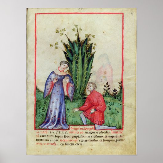 Fruit of Mandrake, from' Tacuinum Sanitatis' Poster (Voorkant)