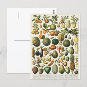 Fruit plantaardige botanische wetenschappelijke il briefkaart