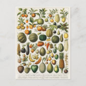 Fruit plantaardige botanische wetenschappelijke il briefkaart (Voorkant)