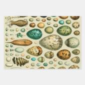 Fruit plantaardige botanische wetenschappelijke il inpakpapier vel (Voorkant 3)