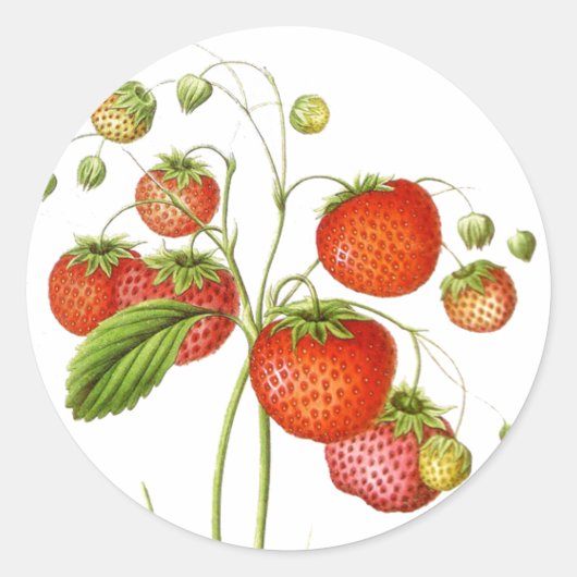 Fruit Stickers (Voorkant)