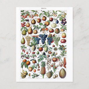 Fruit Vegetable Farmer  Botanisch Briefkaart