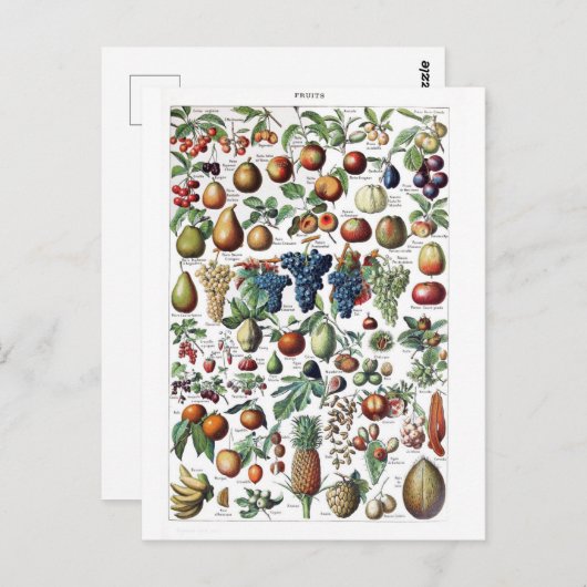 Fruit Vegetable Farmer  Botanisch Briefkaart (Voorkant / Achterkant)