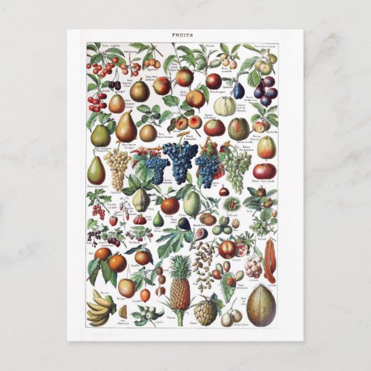 Fruit Vegetable Farmer  Botanisch Briefkaart (Voorkant)