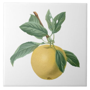 Fruitappel botanische illustratie tegeltje