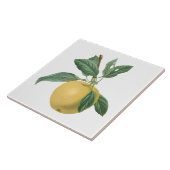 Fruitappel botanische illustratie tegeltje (Zijkant)