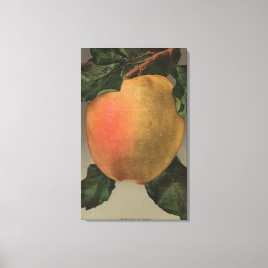 Fruitchroomafnemer van Belleflower Apple Canvas Afdruk (Voorkant)
