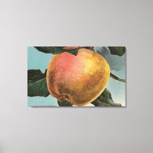 Fruitchroomlithograaf van White Winter Pearmain Canvas Afdruk