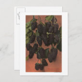 Fruitchroomlithograaf van zoogdieren briefkaart (Voorkant / Achterkant)