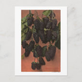 Fruitchroomlithograaf van zoogdieren briefkaart (Voorkant)