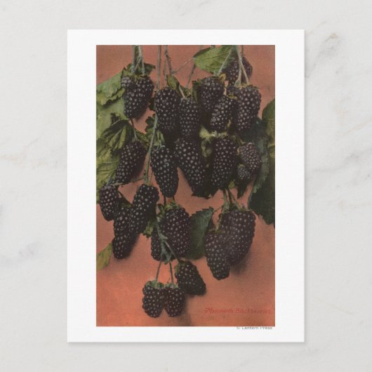 Fruitchroomlithograaf van zoogdieren briefkaart (Voorkant)