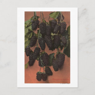 Fruitchroomlithograaf van zoogdieren briefkaart