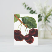  fruitgewassen, rijpe kersen van een boom briefkaart (Staand voorkant)
