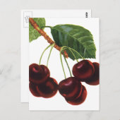  fruitgewassen, rijpe kersen van een boom briefkaart (Voorkant / Achterkant)