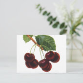  fruitgewassen, rijpe kersen van een boom briefkaart (Staand voorkant)