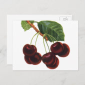  fruitgewassen, rijpe kersen van een boom briefkaart (Voorkant / Achterkant)