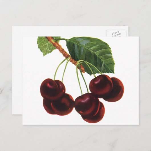  fruitgewassen, rijpe kersen van een boom briefkaart (Voorkant / Achterkant)