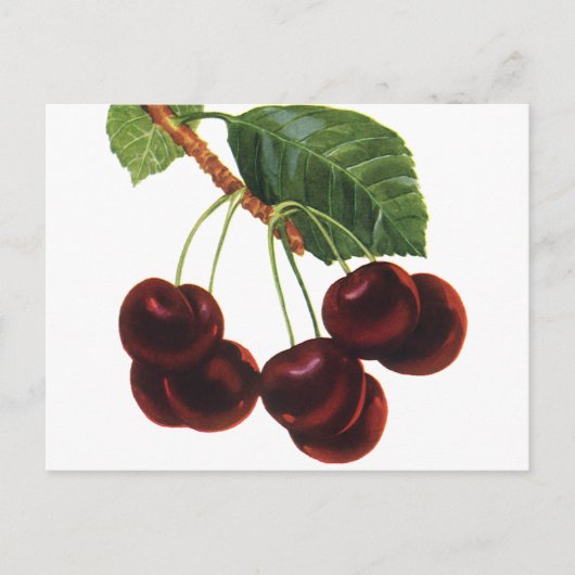  fruitgewassen, rijpe kersen van een boom briefkaart (Voorkant)